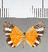  (Mesene sp. CF02 - CFC39923)  @11 [ ] copyright (2021) Center For Collection-Based Research Center For Collection-Based Research