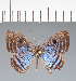  ( - CFC40036)  @11 [ ] copyright (2022) Center For Collection-Based Research Center For Collection-Based Research