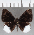  ( - CFC40083)  @11 [ ] copyright (2021) Center For Collection-Based Research Center For Collection-Based Research