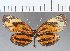  ( - CFC04010)  @11 [ ] Copyright (2019) Christer Fahraeus Center For Collection-Based Research