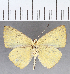  (Theope sp. CF94 - CFC40412)  @11 [ ] copyright (2021) Center For Collection-Based Research Center For Collection-Based Research