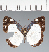  ( - CFC40448)  @11 [ ] copyright (2023) Center For Collection-Based Research Center For Collection-Based Research