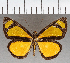  (Cabirus sp. CF01 - CFC40464)  @11 [ ] copyright (2021) Center For Collection-Based Research Center For Collection-Based Research