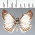  (Hesperiidae_gen sp. CF460 - CFC40495)  @11 [ ] copyright (2023) Center For Collection-Based Research Center For Collection-Based Research