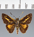  (Hesperiidae_gen sp. CF625 - CFC40498)  @11 [ ] copyright (2023) Center For Collection-Based Research Center For Collection-Based Research