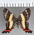  (Ancyluris sp. CF03 - CFC40510)  @11 [ ] copyright (2021) Center For Collection-Based Research Center For Collection-Based Research