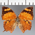 (Anaea sp. CF05 - CFC40691)  @11 [ ] copyright (2023) Center For Collection-Based Research Center For Collection-Based Research