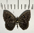  ( - CFC04109)  @11 [ ] Copyright (2018) Christer Fahraeus Center For Collection-Based Research