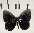  ( - CFC04189)  @11 [ ] Copyright (2018) Christer Fahraeus Center For Collection-Based Research
