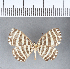  ( - CFC04197)  @11 [ ] Copyright (2018) Christer Fahraeus Center For Collection-Based Research