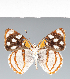  (Dynamine tithia - CFC41985)  @11 [ ] copyright (2022) Center For Collection-Based Research Center For Collection-Based Research