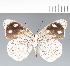  (Antigonis - CFC42095)  @11 [ ] copyright (2022) Center For Collection-Based Research Center For Collection-Based Research