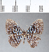  (Mesosemia sp. CF58 - CFC04212)  @13 [ ] Copyright (2018) Christer Fahraeus Center For Collection-Based Research