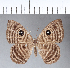  ( - CFC04266)  @11 [ ] Copyright (2018) Christer Fahraeus Center For Collection-Based Research