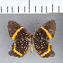  (Riodina lysippus - CFC04267)  @11 [ ] Copyright (2018) Christer Fahraeus Center For Collection-Based Research