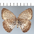  (Forsterinaria boliviana - CFC42697)  @11 [ ] copyright (2022) Center For Collection-Based Research Center For Collection-Based Research