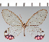  (Cithaerias pyropina - CFC42733)  @11 [ ] copyright (2022) Center For Collection-Based Research Center For Collection-Based Research