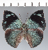  ( - CFC42824)  @11 [ ] copyright (2022) Center For Collection-Based Research Center For Collection-Based Research