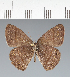  (Hermeuptychia sp. CF04 - CFC42901)  @11 [ ] copyright (2023) Center For Collection-Based Research Center For Collection-Based Research