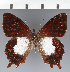  (Lasiophila sp. CF01 - CFC42913)  @11 [ ] copyright (2023) Center For Collection-Based Research Center For Collection-Based Research