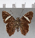  ( - CFC04329)  @11 [ ] Copyright (2018) Christer Fahraeus Center For Collection-Based Research