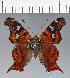  ( - CFC43312)  @11 [ ] copyright (2023) Center For Collection-Based Research Center For Collection-Based Research