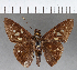  ( - CFC04344)  @11 [ ] Copyright (2018) Christer Fahraeus Center For Collection-Based Research
