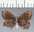  (Argyrophorus - CFC43450)  @11 [ ] copyright (2023) Center For Collection-Based Research Center For Collection-Based Research