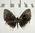  ( - CFC04356)  @11 [ ] Copyright (2018) Christer Fahraeus Center For Collection-Based Research