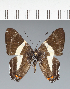  (Siseme sp. CF02 - CFC43608)  @11 [ ] copyright (2023) Center For Collection-Based Research Center For Collection-Based Research