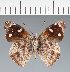  (Eunica sp. CF34 - CFC43639)  @11 [ ] copyright (2023) Center For Collection-Based Research Center For Collection-Based Research