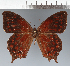  ( - CFC43786)  @11 [ ] copyright (2023) Center For Collection-Based Research Center For Collection-Based Research