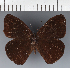  (Forsterinaria sp. CF03 - CFC43787)  @11 [ ] copyright (2023) Center For Collection-Based Research Center For Collection-Based Research