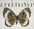  ( - CFC04465)  @11 [ ] Copyright (2018) Christer Fahraeus Center For Collection-Based Research