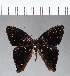 ( - CFC04473)  @11 [ ] Copyright (2018) Christer Fahraeus Center For Collection-Based Research