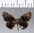  ( - CFC04487)  @11 [ ] Copyright (2018) Christer Fahraeus Center For Collection-Based Research