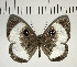  ( - CFC04491)  @11 [ ] Copyright (2018) Christer Fahraeus Center For Collection-Based Research