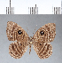  ( - CFC04592)  @11 [ ] Copyright (2018) Christer Fahraeus Center For Collection-Based Research