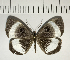  ( - CFC04762)  @11 [ ] Copyright (2018) Christer Fahraeus Center For Collection-Based Research