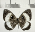  ( - CFC04798)  @11 [ ] Copyright (2018) Christer Fahraeus Center For Collection-Based Research