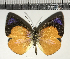  (Theope sp. CF01 - CFC04895_2)  @11 [ ] Copyright (2019) Christer Fahraeus Center For Collection-Based Research