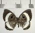  ( - CFC04979)  @11 [ ] Copyright (2018) Christer Fahraeus Center For Collection-Based Research