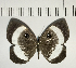  ( - CFC04984)  @11 [ ] Copyright (2018) Christer Fahraeus Center For Collection-Based Research