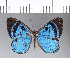  ( - CFC05079)  @11 [ ] Copyright (2018) Christer Fahraeus Center For Collection-Based Research
