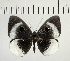  ( - CFC05204)  @11 [ ] Copyright (2018) Christer Fahraeus Center For Collection-Based Research