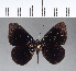  ( - CFC05286)  @11 [ ] Copyright (2018) Christer Fahraeus Center For Collection-Based Research