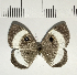  ( - CFC05301)  @11 [ ] Copyright (2018) Christer Fahraeus Center For Collection-Based Research