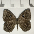  ( - CFC05312)  @11 [ ] Copyright (2018) Christer Fahraeus Center For Collection-Based Research