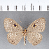  ( - CFC05325)  @11 [ ] Copyright (2018) Christer Fahraeus Center For Collection-Based Research