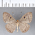  ( - CFC05330)  @11 [ ] Copyright (2018) Christer Fahraeus Center For Collection-Based Research